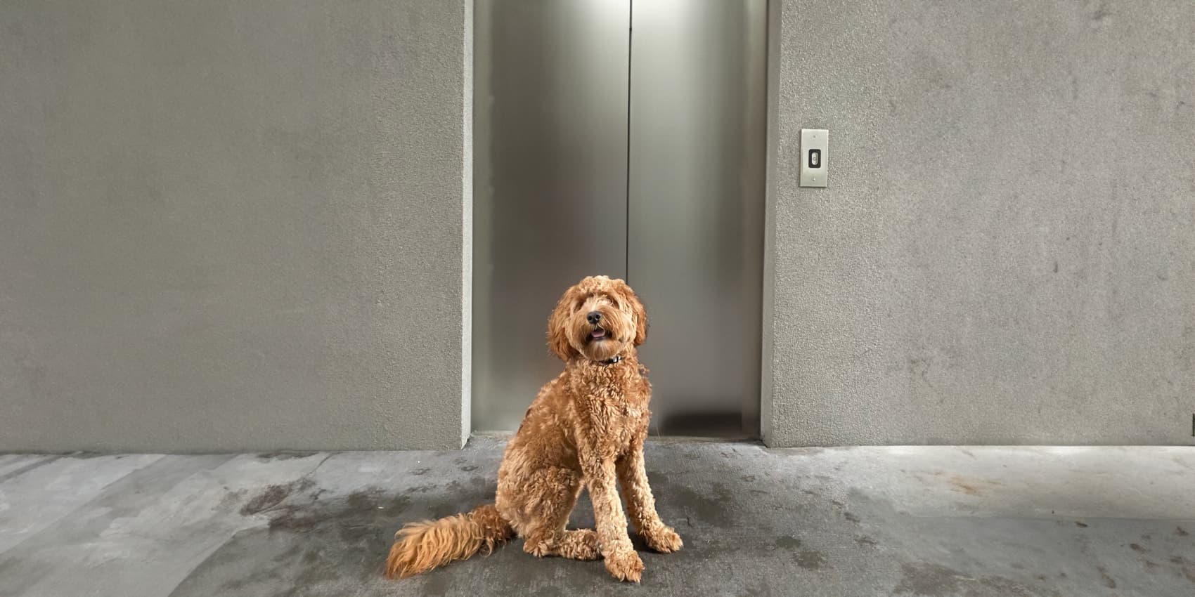 pet-elevator-safety-tips.jpg