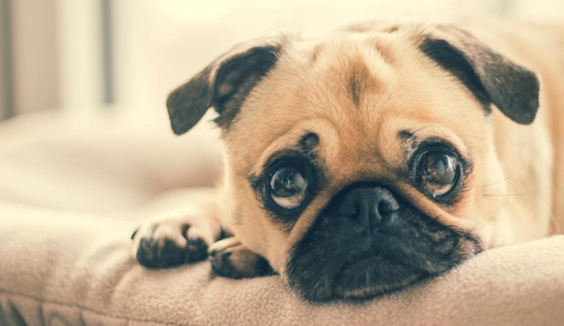 adorable-animal-breed-374906.jpeg